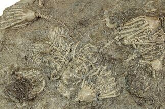 Plate of Crinoid Fossils (Three Species) - Gilmore City, Iowa #232270