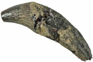 Fossil Primitive Whale (Zygorhiza) Incisor Tooth -South Carolina #232271