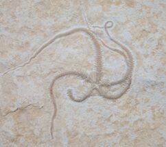 Large Ophiopetra Brittle Star Fossil - Solnhofen #14034