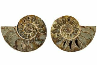 Jurassic Cut & Polished Ammonite Fossil - Madagascar #229242