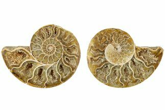 Jurassic Cut & Polished Ammonite Fossil - Madagascar #229298