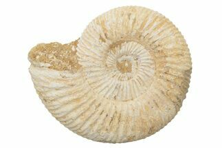 Jurassic Ammonite (Perisphinctes) Fossil - Madagascar #218806