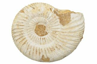 Jurassic Ammonite (Perisphinctes) Fossil - Madagascar #218817