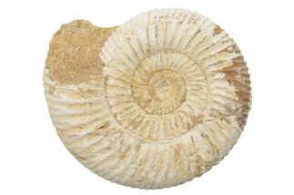 Jurassic Ammonite (Perisphinctes) Fossil - Madagascar #218840
