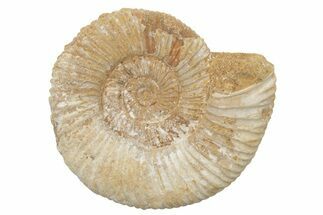 Jurassic Ammonite (Perisphinctes) Fossil - Madagascar #218854