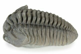 Huge, Flexicalymene Trilobite - Richwood, Kentucky #232702