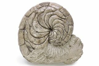 Fossil Nautilus (Aturia) - Boujdour, Morocco #232736