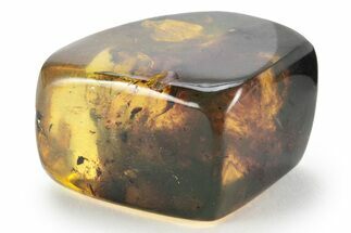 Polished Chiapas Amber ( grams) - Mexico #232566