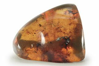 Polished Chiapas Amber ( grams) - Mexico #232588