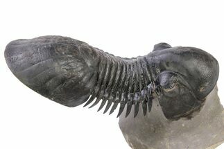 Flying Paralejurus Trilobite - Atchana, Morocco #230343