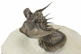 Amazing, Tower Eyed Erbenochile Trilobite - Morocco #232765