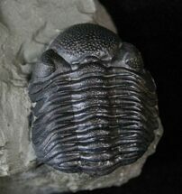 Detailed Eldredgeops Trilobite - New York #14039