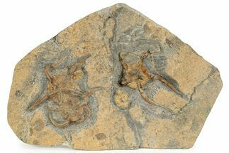 Plate With Three Fossil Brittle Stars (Ophiura) - Morocco #233042