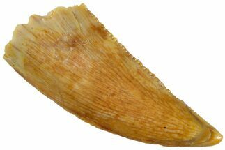 Serrated, Raptor Tooth - Real Dinosaur Tooth #232971