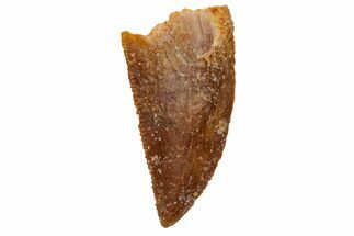Serrated, Raptor Tooth - Real Dinosaur Tooth #233066