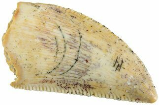 Serrated, Raptor Tooth - Real Dinosaur Tooth #233009
