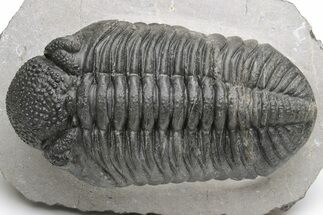 Drotops Trilobite With Nice Eye Facets - Mrakib, Morocco #233278