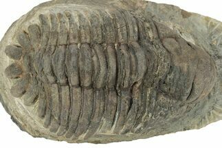 Bargain, Ordovician Eccoptochile Trilobite - Battou, Morocco #233328