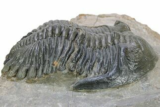 Bargain, Detailed Hollardops Trilobite #230439