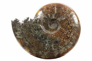 Polished Ammonite (Cleoniceras) Fossil - Madagascar #233496