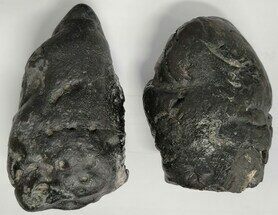 Pair of Shark Coprolites (Fossil Shark Poop) - South Carolina #233727