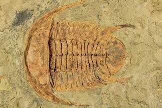 Cambrian Trilobite (Myopsolenites) - Tinjdad, Morocco #233447