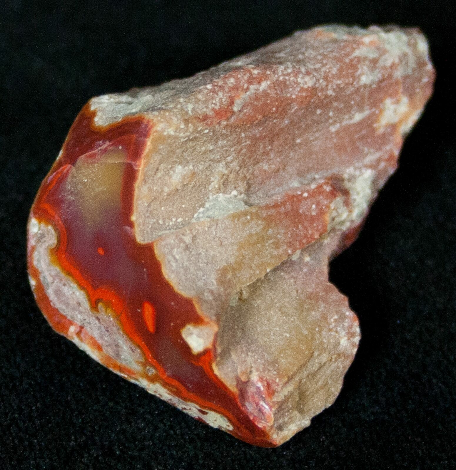 Small Yellow Cat Petrified Wood Limb For Sale (#14091) - FossilEra.com