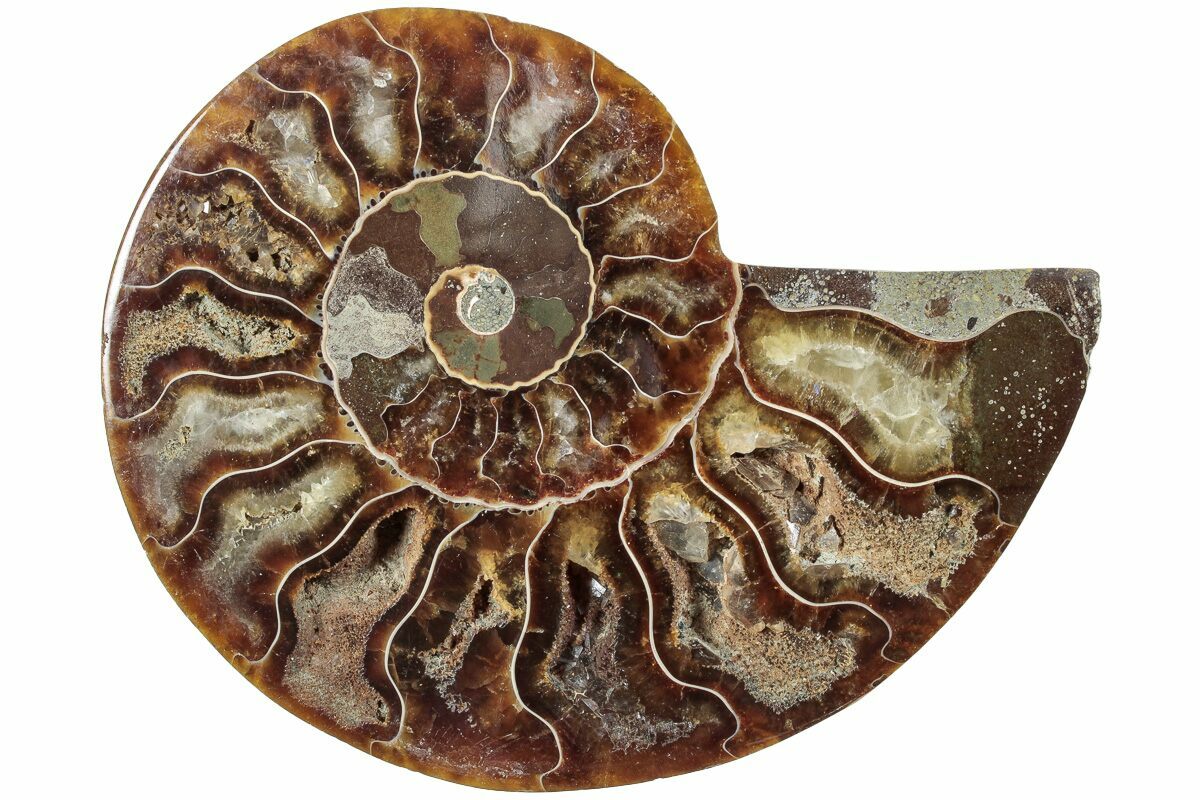 11LB Rare! Natural Tentacle Ammonite Fossil Specimen Shell Healing In Madagascar - Foto 2