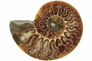 Cut & Polished Ammonite Fossil (Half) - Madagascar #233571
