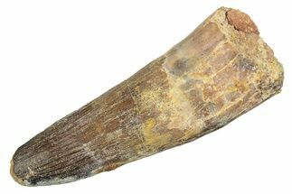 Fossil Spinosaurus Tooth - Real Dinosaur Tooth #233756