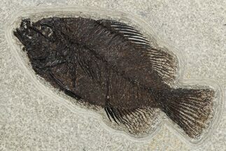 Elegant Fossil Fish (Cockerellites) - Wyoming #233856