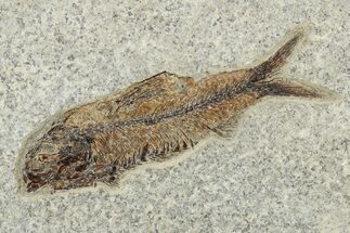 Detailed Fossil Fish (Knightia) - Wyoming #233882