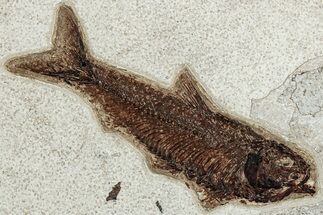 Detailed Fossil Fish (Knightia) - Wyoming #233896