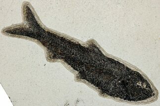 Fossil Fish (Knightia) - Huge For Species #233903