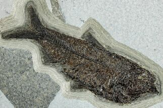 Fossil Fish (Knightia) - Huge For Species #233905