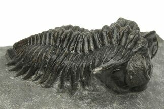 Coltraneia Trilobite Fossil - Huge Faceted Eyes #225334