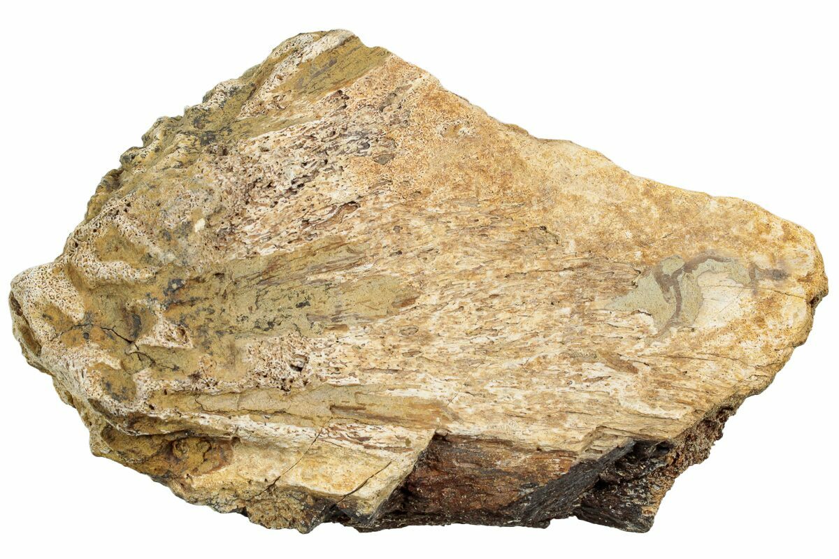 3.6" Fossil Dinosaur Bone Section - Wyoming (#233821) For Sale ...