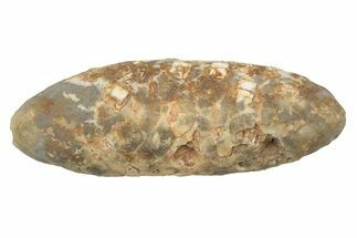 Fossil Seed Cone (Or Aggregate Fruit) - Morocco #234165