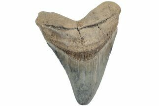 Fossil Megalodon Tooth - Glossy Enamel #233992