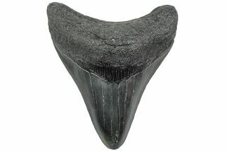 Fossil Megalodon Tooth - South Carolina #233997