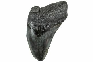 Partial Fossil Megalodon Tooth - South Carolina #234012
