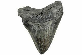Serrated, Fossil Megalodon Tooth - South Carolina #234015
