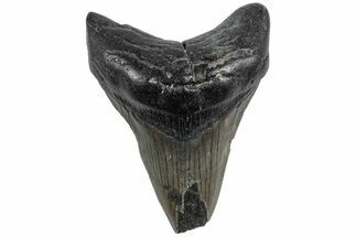 Fossil Megalodon Tooth - South Carolina #234030