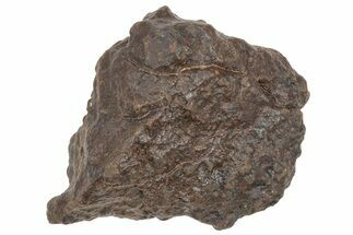 Chondrite Meteorite ( grams) - Western Sahara Desert #233174