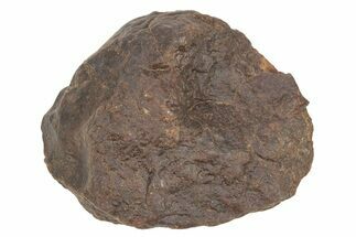 Chondrite Meteorite ( grams) - Western Sahara Desert #233178