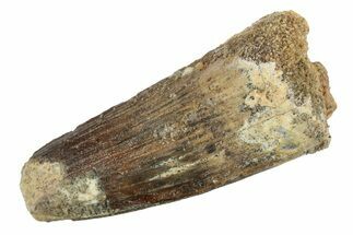Fossil Spinosaurus Tooth - Real Dinosaur Tooth #234255