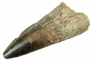 Fossil Spinosaurus Tooth - Real Dinosaur Tooth #234296