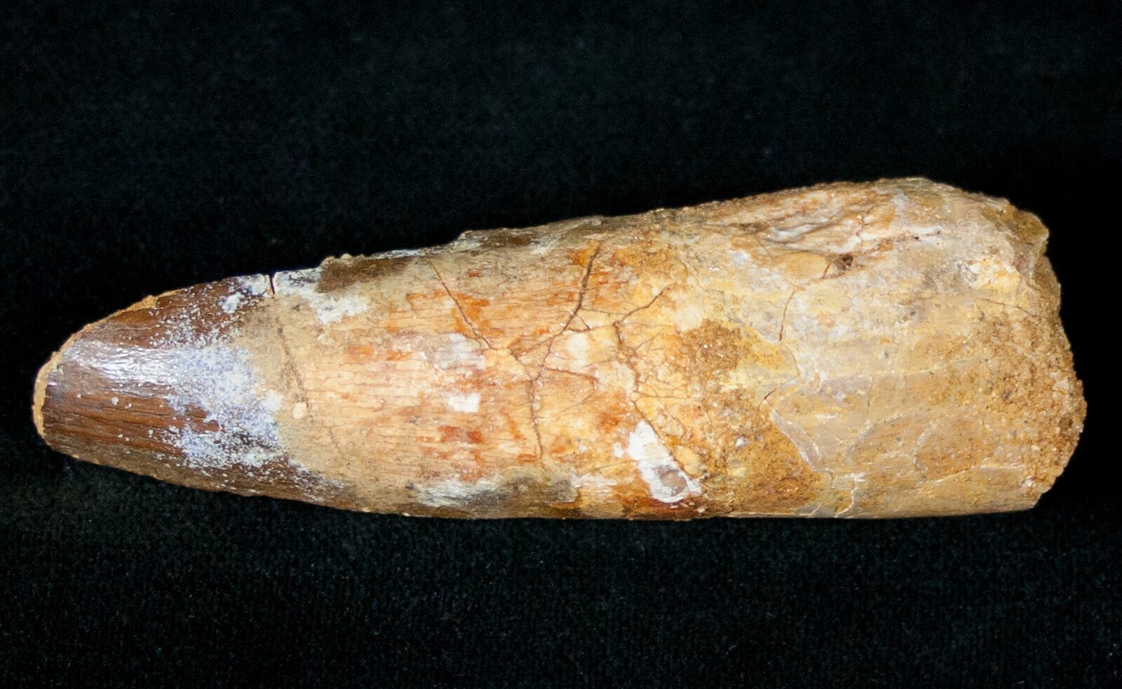 Bargain Spinosaurus Tooth For Sale Fossilera Com