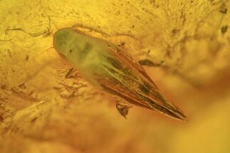 Fossil Cicada (Auchenorrhyncha) In Baltic Amber #234402