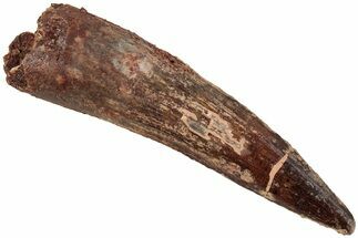 Fossil Spinosaurus Tooth - Real Dinosaur Tooth #234300